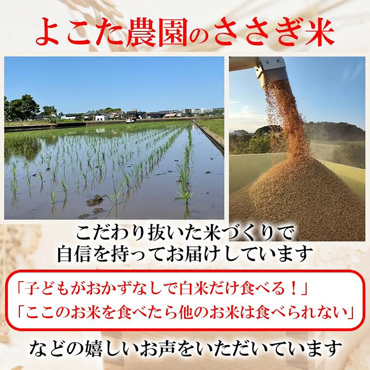 【9月上旬より順次発送】令和8年産 コシヒカリ 玄米 5kg 新米 こしひかり
