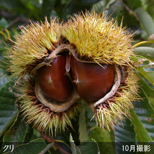 ＜すだ農園＞3年生苗 クリ(栗 中生種) 銀寄(ぎんよせ)[ふるい苗 2023年]苗木 接ぎ木 実がなる 庭木 大苗 果樹 ※北海道・沖縄・離島への配送不可 ※2025年11月中旬～2026年3月下旬頃に順次発送予定