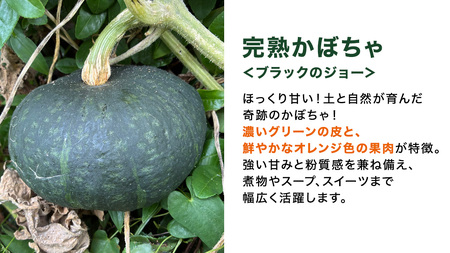 【 訳アリ 】完熟かぼちゃ ブラックのジョー 約5kg（3～4玉）