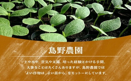 【先行予約】【数量限定20セット】島野農園のいちご（400g×2パック） 紅ほっぺ ほしうらら 【島野農園】[AKHV002]
