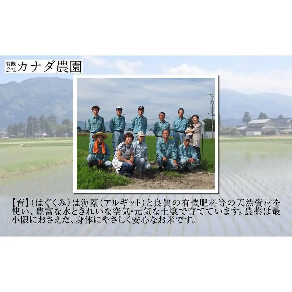 【令和8年産】使いきりパック  富山県産こしひかり 　育（はぐくみ）  白米300ｇ（2合）5個セット《南砺の逸品》