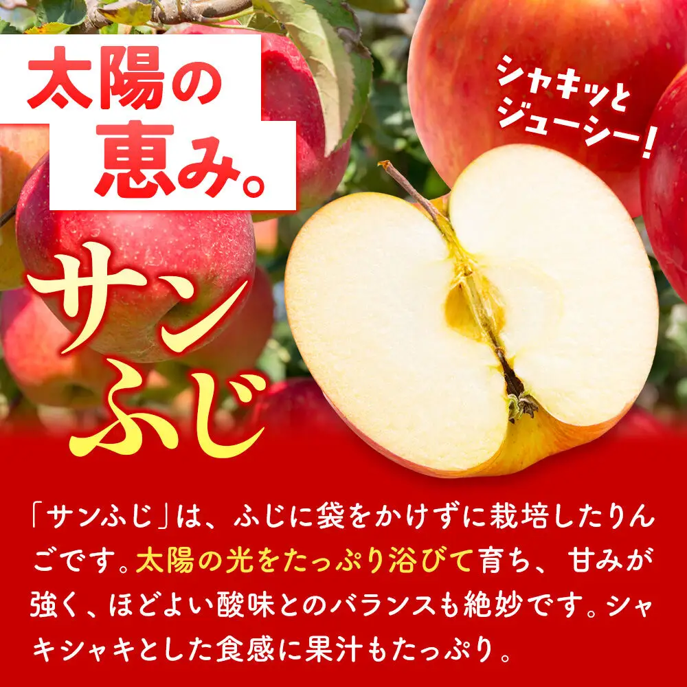 りんご サンふじ 約3kg【秀品】りんご