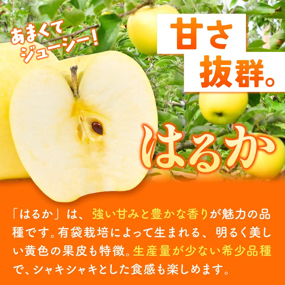 りんご はるか 家庭用 約5kg 先行受付 12月発送 りんご