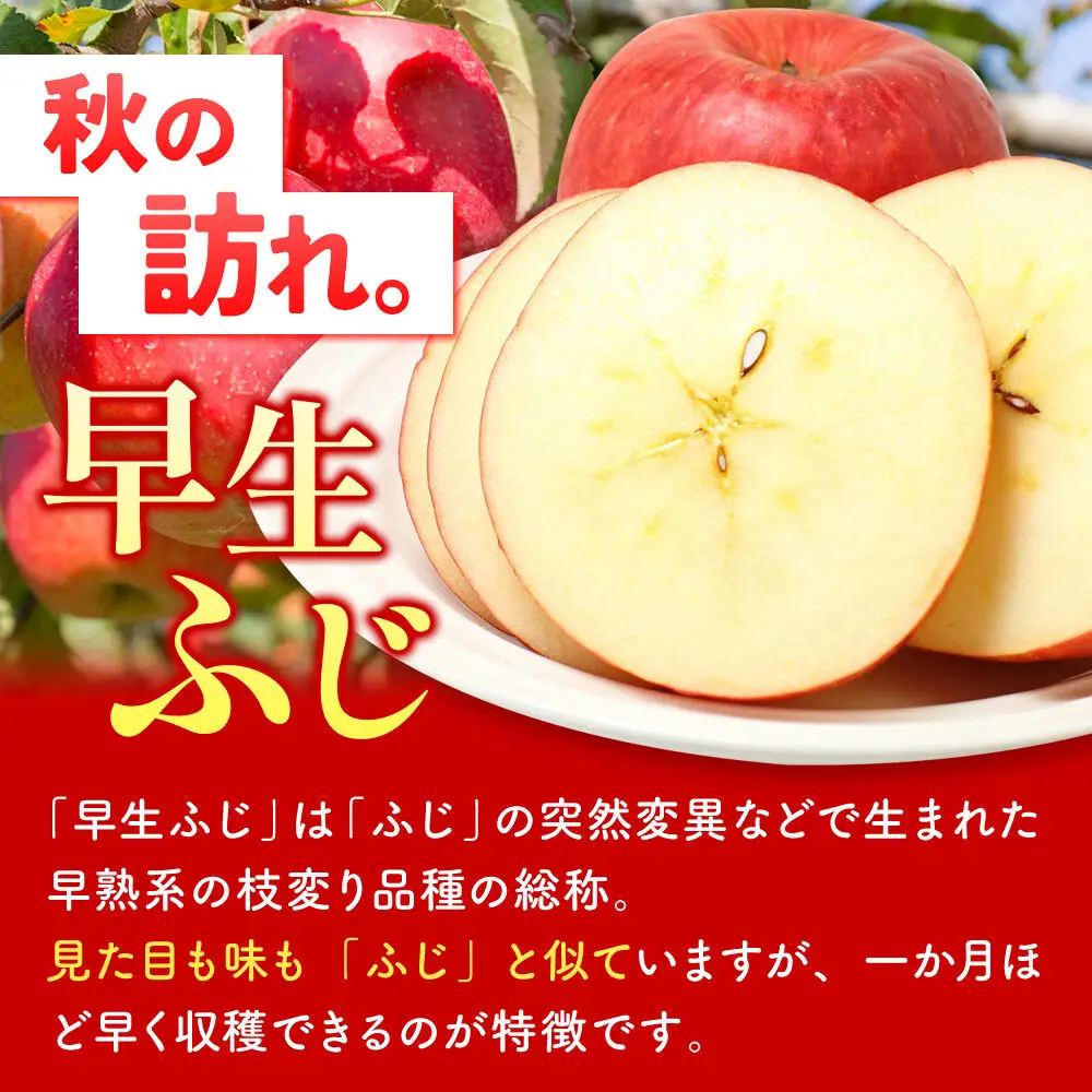 りんご 早生ふじ 家庭用 約5kg 先行受付 10月発送 りんご