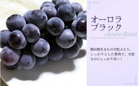 訳あり シャインマスカット 訳あり大粒ぶどう３種セット シャインマスカット約1.8kg 【nisfarm013-02】