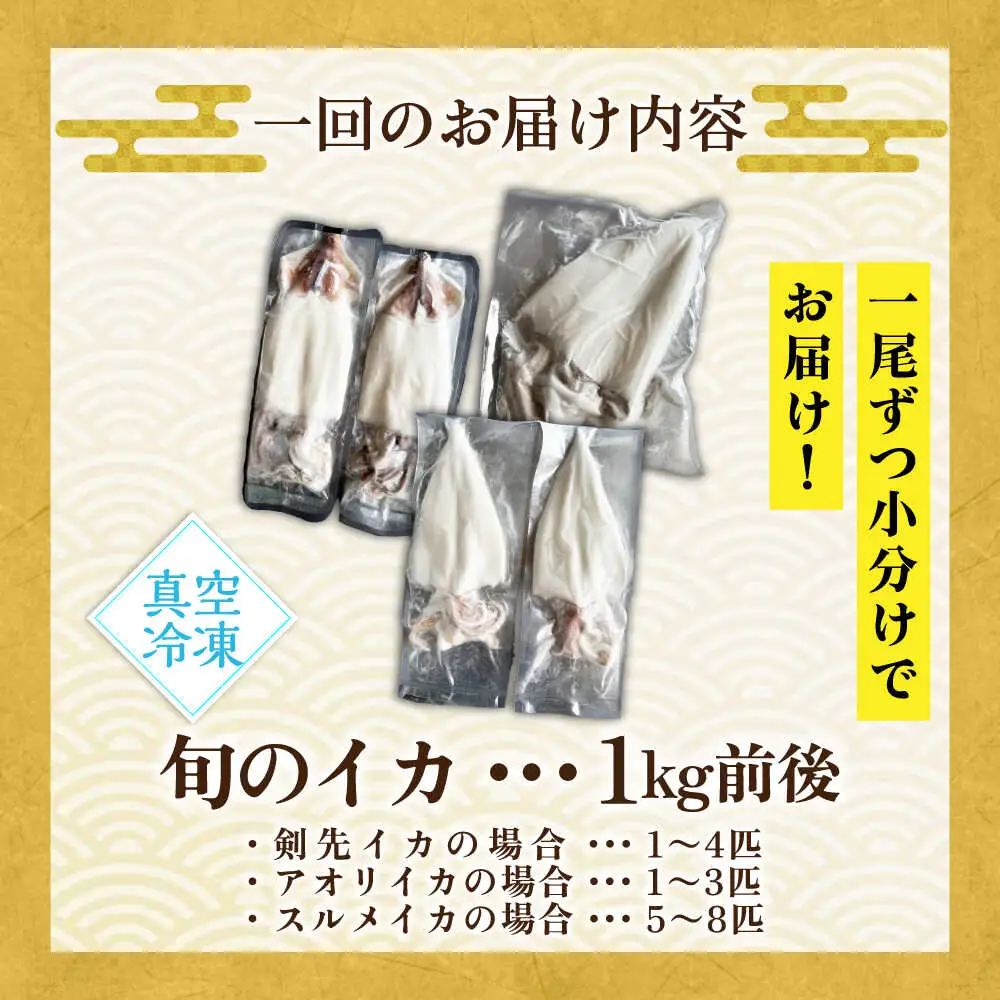 【全3回定期便】旬のイカ刺身1kg前後《壱岐市》【馬渡水産】イカ いか 烏賊 剣先 アオリ あおり スルメ するめ 刺身 刺し身 お刺身 海鮮 魚貝 冷凍配送 産地直送[JAQ031]