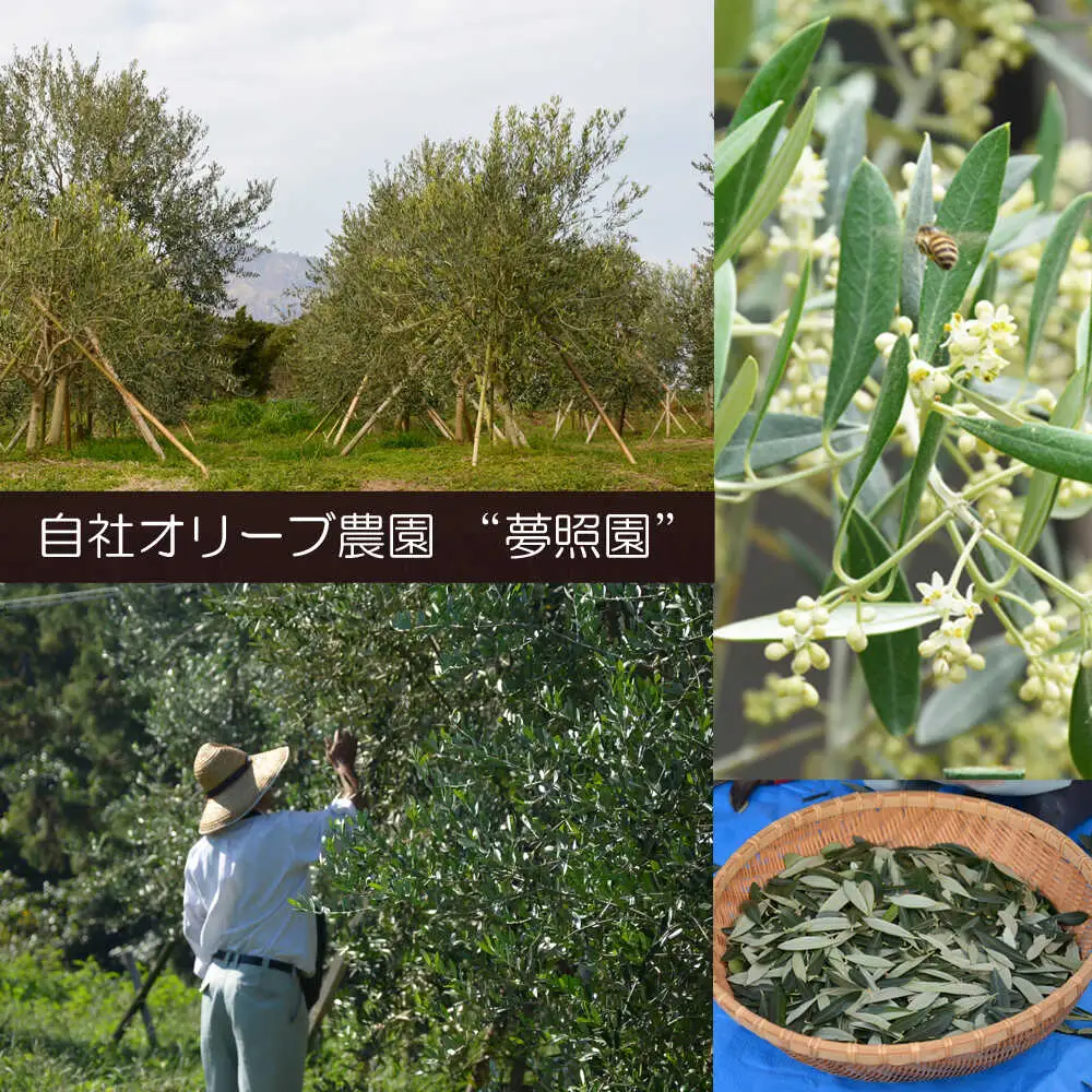 【国産 手摘み100%】南島原産 オリーブ茶 ティーバッグ×20袋（60ｇ） / お茶 茶 ティーパック / 南島原市 / ふるさと企画 [SBA095]