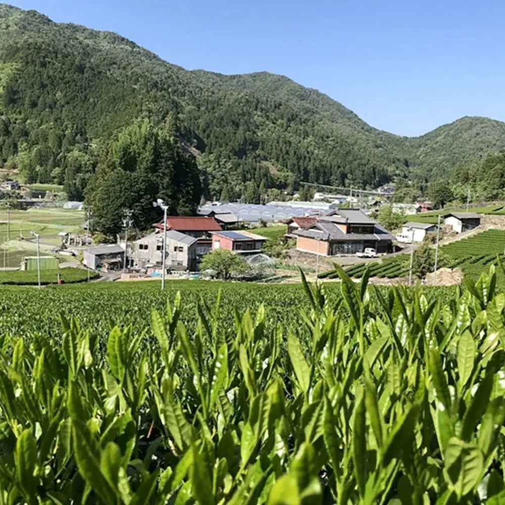 煎茶 リーフセット 【つゆひかり・さえあかり】 各2袋 お茶 煎茶 国産 セット 岐阜 白川町 / 健康農園[AWBW004]