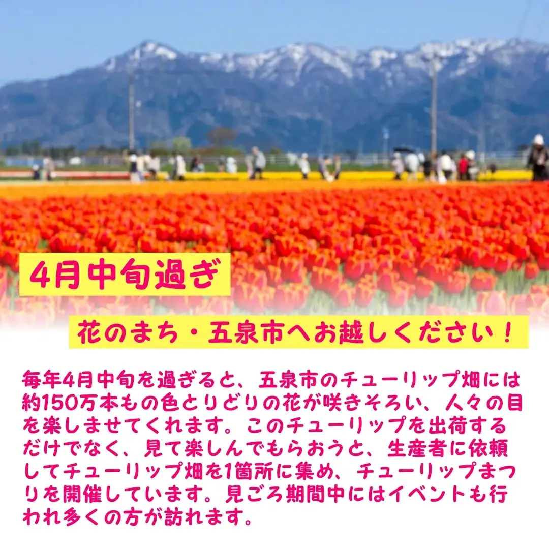 チューリップ 球根セット 40球入 | チューリップ 球根 五泉市 新潟県