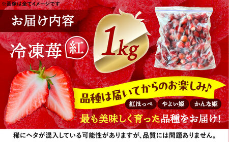 冷凍苺 1kg いちご 苺 イチゴ【配達不可：離島】 / くぼ苺農園[AECJ025]