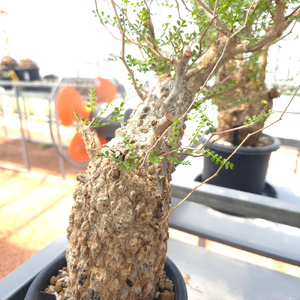 オペルクリカリア・パキプス「塊根植物の王様」(発根管理済) Z9｜観葉植物 コーデックス [0595]