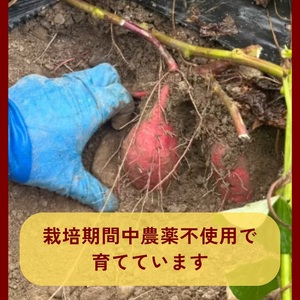 さつまいも 5kg サツマイモ 芋《訳あり》