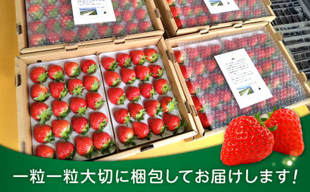 【2回定期便】 【先行予約】いちご 恋みのり 百花園ファーム 約1.4kg（約350g×4P）20粒/P Lサイズ 【亀井通産 株式会社】[AYBQ083]