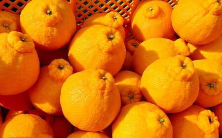 潮風をたっぷり受けた濃厚不知火 7～10玉（約2kg）【2027年2月下旬-3月上旬発送予定】 デコポン みかん 柑橘 果物 フルーツ 熊本