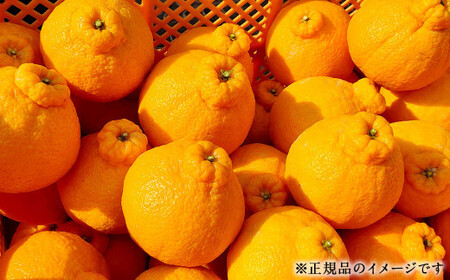 【訳あり】 ご家庭用 濃厚不知火 25～40玉 （ 約8kg ）【2027年2月下旬-3月上旬発送予定】デコポン みかん 柑橘 果物 フルーツ 熊本