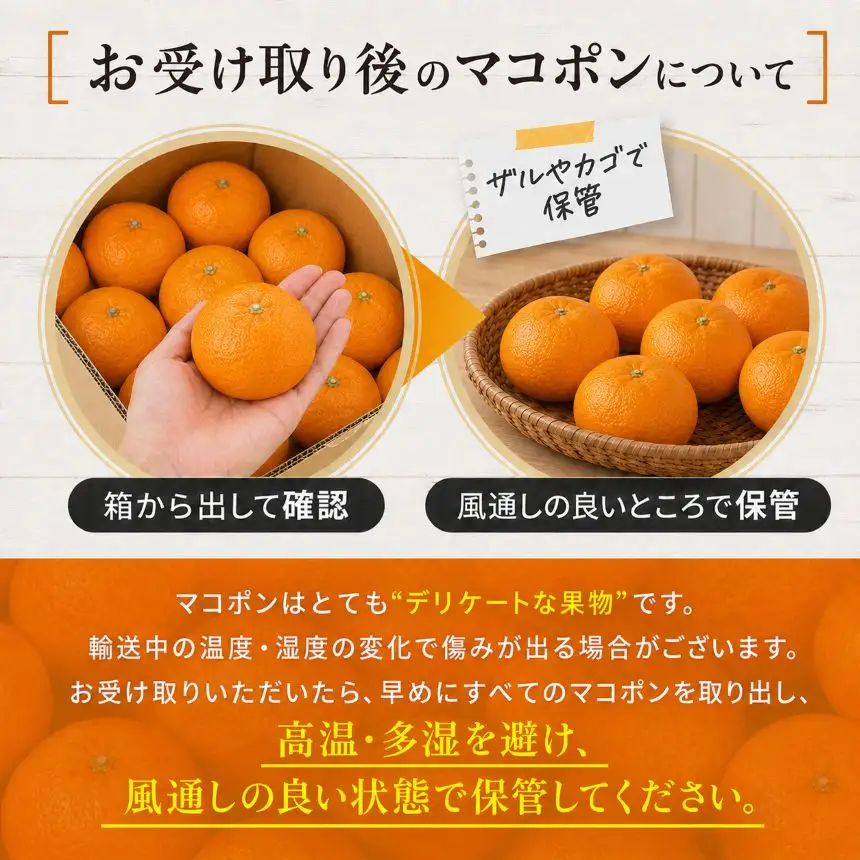 【先行予約】紅モンスター マコポン玉 贈答用 12玉 | フルーツ 果物 くだもの 果実 柑橘 柑橘類 まこぽん マコポン オレンジ ゼリーオレンジ 不知火 国産 中津市産 産地直送 大分県 中津市