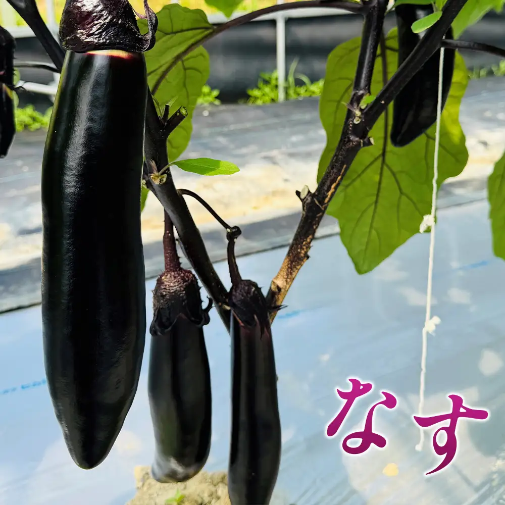 季節の野菜つめ合わせ【Mサイズ】　「ファーム和」 ／ 旬野菜 野菜セット 詰め合わせ 新鮮野菜 産地直送 おまかせ野菜 季節野菜 エコ農法 減農薬野菜 家庭用野菜 国産野菜 食べ比べ 料理好き サラダ野菜 夏野菜 山里育ち 旬食材 ファミリー向け 山口県 No.032