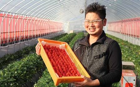 栃木のブランドとちあいか 大ちゃん農園の冷凍いちご1kg(500g×2袋) いちご イチゴ 苺 デザート フルーツ 果物 くだもの 果実 食品 F7Z-1716