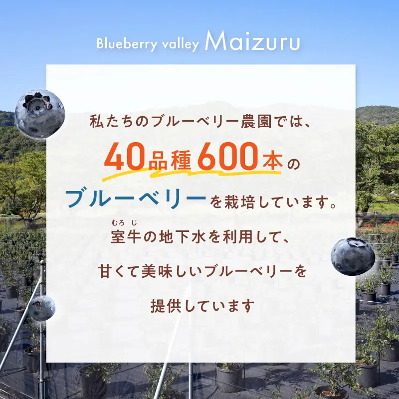 【6月～8月】 ブルーベリー狩り ペアチケット 【時間無制限・食べ放題】