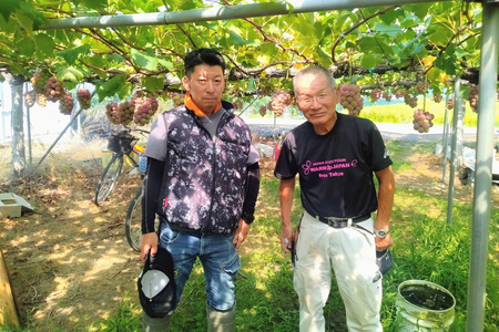小森ぶどう園の100%ぶどうジュース (スチューベン使用) 1000ml 2本セット｜ぶどう フドウ ジュース 瓶ジュース フレッシュジュース じゅーす フルーツジュース 飲み物 飲料 ジューシー [1101]