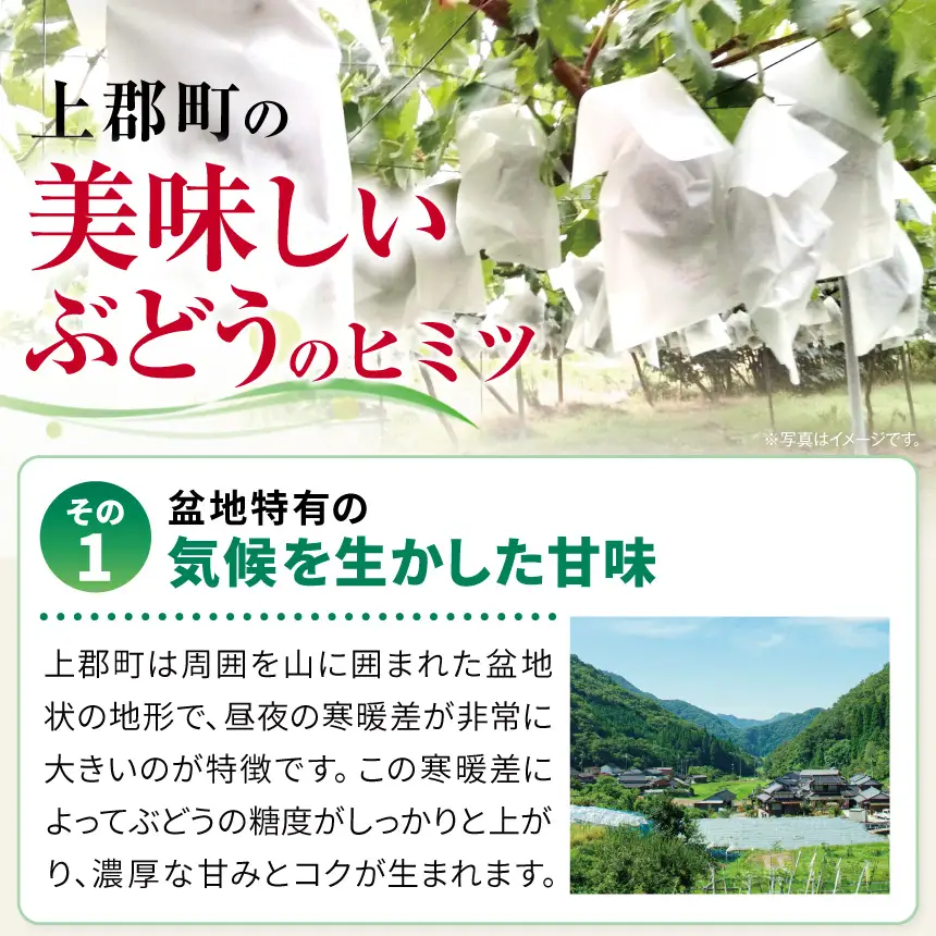 【先行予約】季節のぶどう詰め合わせ2房入り(約1kg～) | フルーツ ぶどう 詰合せ 兵庫県 上郡町【発送は2026年9月1日～2026年9月30日頃予定】