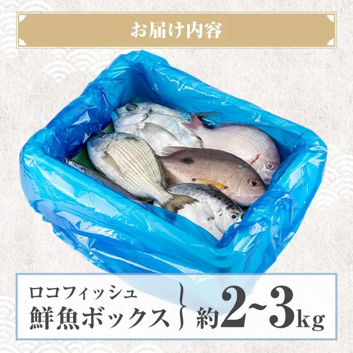 【A78005】ロコフィッシュ 地魚 下処理済 鮮魚 ボックス 約2～3kg 発泡スチロール包装 鮮魚BOX 【昌徳丸】