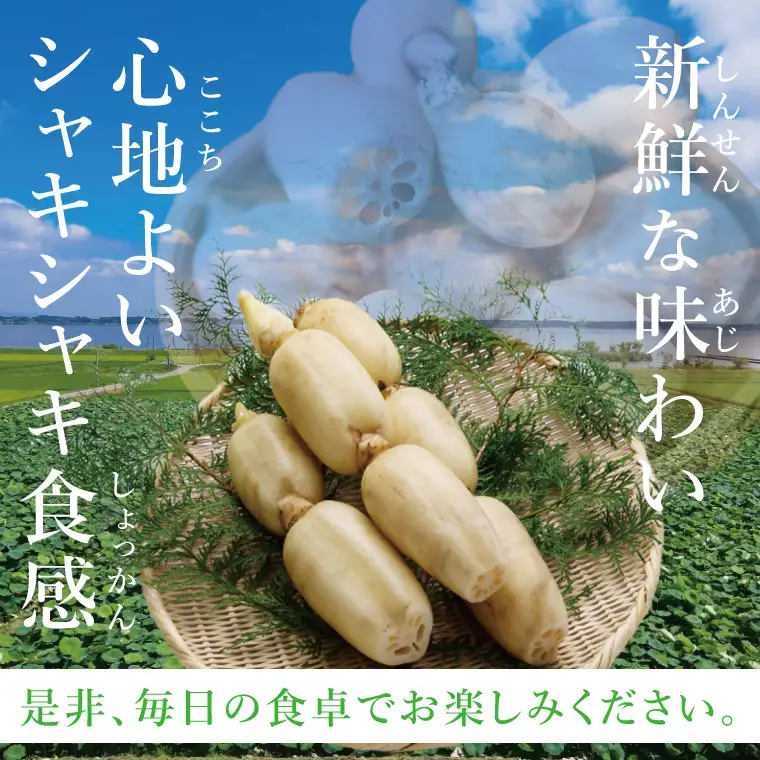 ヤマシン蓮根　贈答用2kg|レンコン 贈答 プレゼント 食物繊維 新鮮 シャキシャキ  茨城県 阿見町 （98-01）