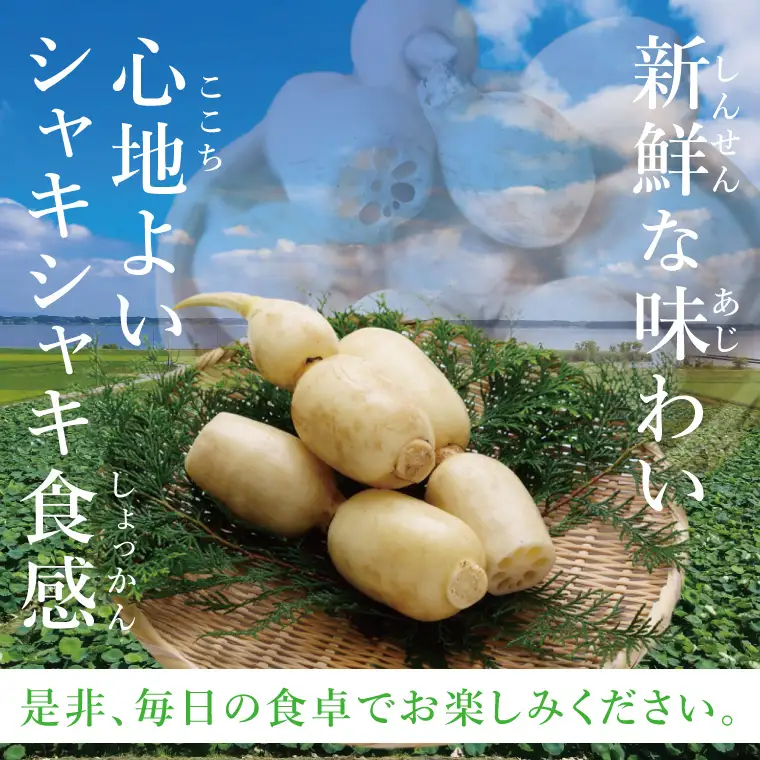 ヤマシン蓮根　１kg|レンコン  食物繊維 新鮮 シャキシャキ  茨城県 阿見町（98-02）