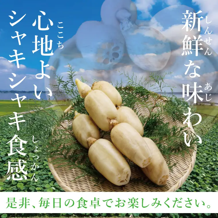 ヤマシン蓮根 4kg|レンコン  食物繊維 新鮮 シャキシャキ  茨城県 阿見町（98-04）