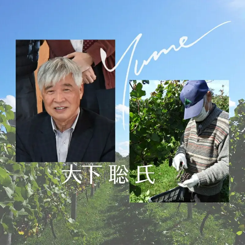 【数量限定】余市「ワイナリー夢の森」ケルナー2023 750ml_Y034-0111