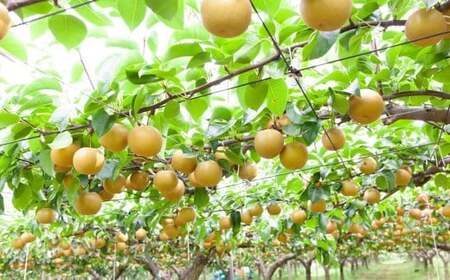 【先行予約】 鈴木農園 特撰甘果逸品 豊水梨 7玉から9玉 （約3kg） 【2026年8月下旬から9月上旬より順次発送予定】