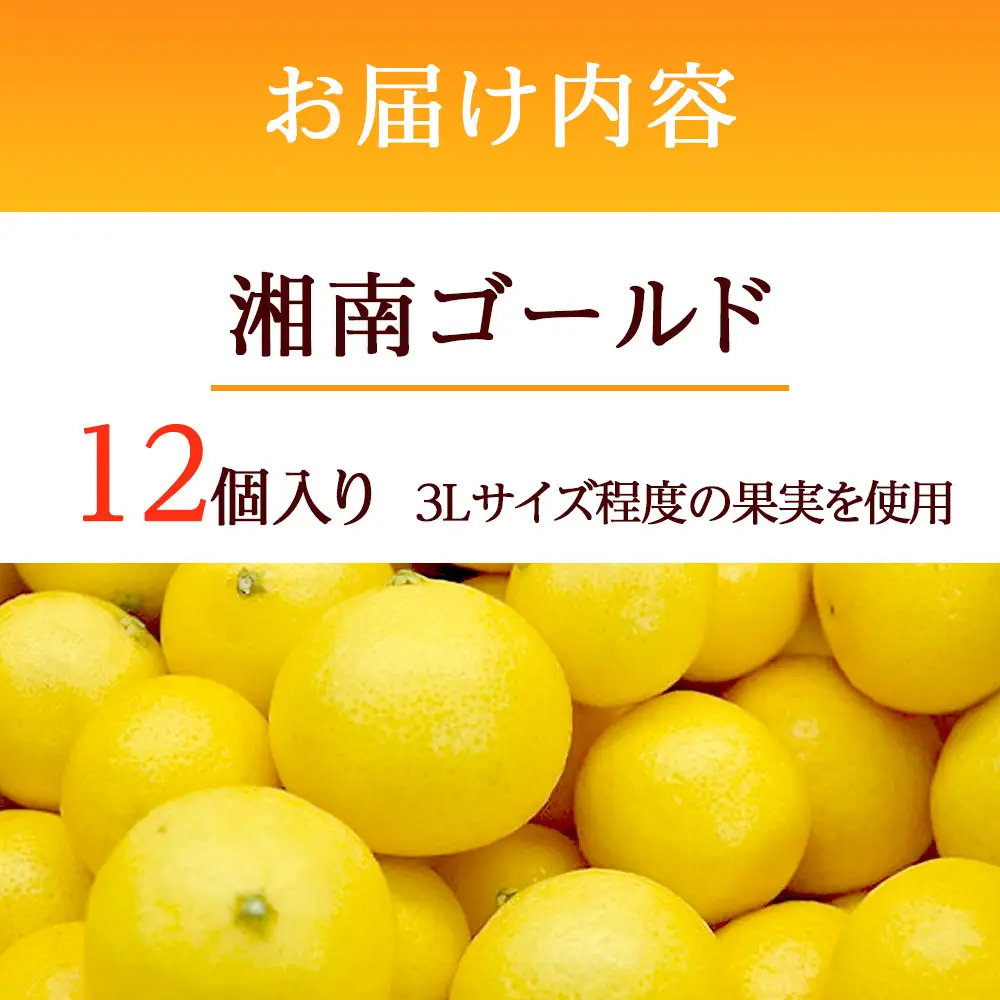 〈超希少商品〉神奈川生まれの柑橘 ハウス栽培の湘南ゴールド＜出荷開始：2027年2月15日出荷開始～2027年3月10日出荷終了＞【フルーツ オレンジ 果物 柑橘 贈答用 家庭用 自宅用  神奈川県小田原市】