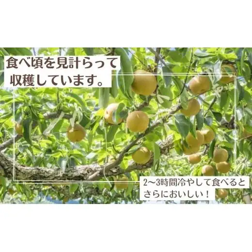 【2026年先行予約】 梨 豊水 5kg （茨城県共通返礼品・かすみがうら市産） ／ 梨 なし 果物 フルーツ 先行予約 豊水 5kg