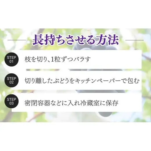 【2026年先行予約】 巨峰 2kg （茨城県共通返礼品・かすみがうら市産） ／ 巨峰 きょほう キョホウ 葡萄 ぶどう ブドウ フルーツ 果物 2kg