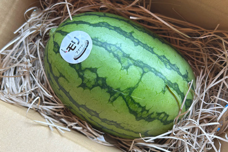 AJ460 【令和9年度出荷分】 湧水の里 モリファーム 小玉スイカ うり坊 3L 4kg 1玉