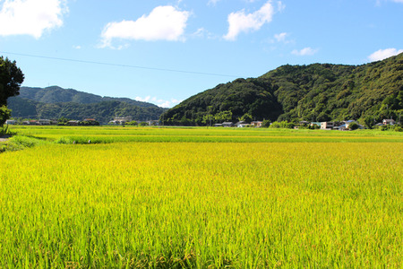 もち米 5キロ もち米