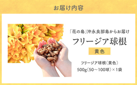 【 先行受付 】 フリージア 球根 （ 黄色 ） 500g C076-001-01 花 植物