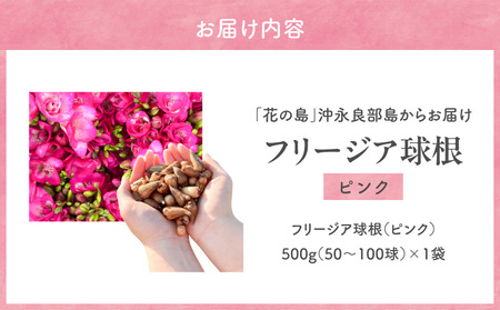 【 先行受付 】 フリージア 球根 （ ピンク ） 500g C076-002-01 花 植物