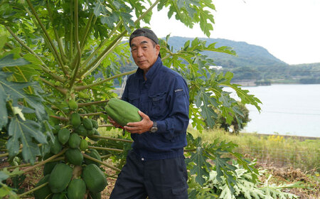 青パパイヤ 2個(約2kg) 栽培期間中農薬不使用[OBM004]
