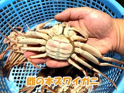 【1月～3月発送】【訳あり】冷蔵便　生セコガニ　約1kg（5～9尾入）1079005