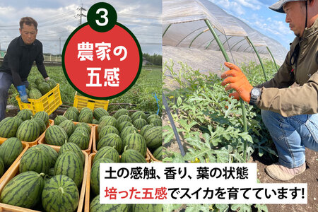 BJ462 【令和9年度出荷分】 Farm honda 小玉スイカ 3～5玉 約10kg