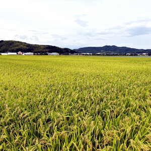 令和7年産　山崎農園こしひかり無洗米 5kg|コシヒカリ