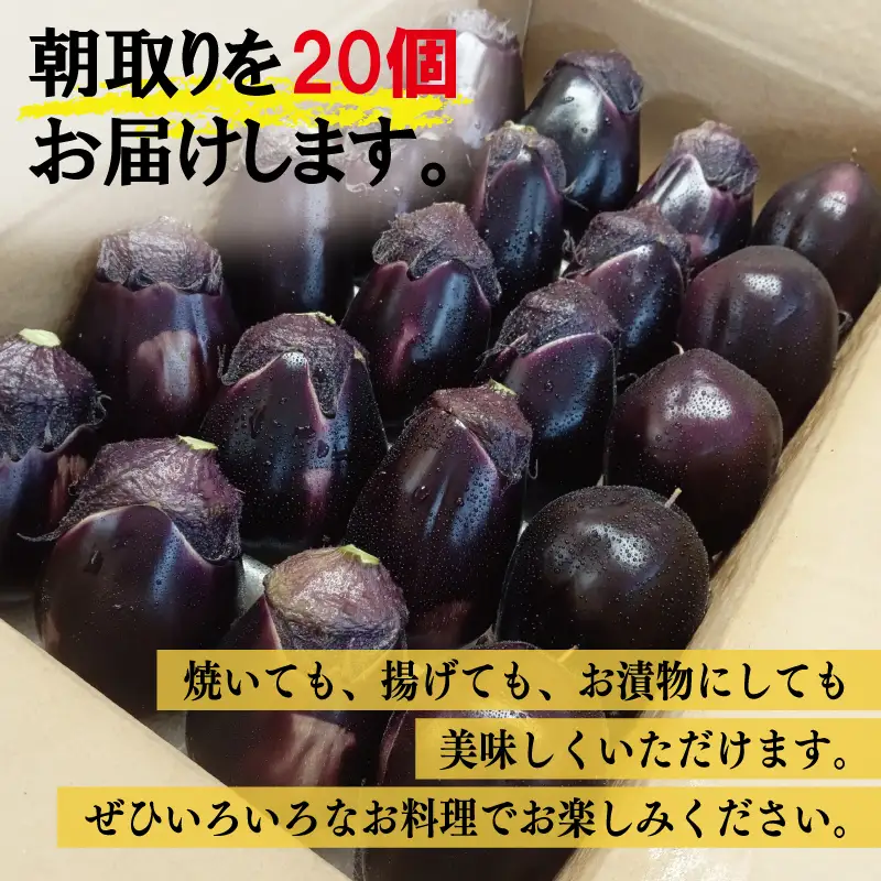 【先行予約】泉州 泉佐野市産 ハウス水なす 20個