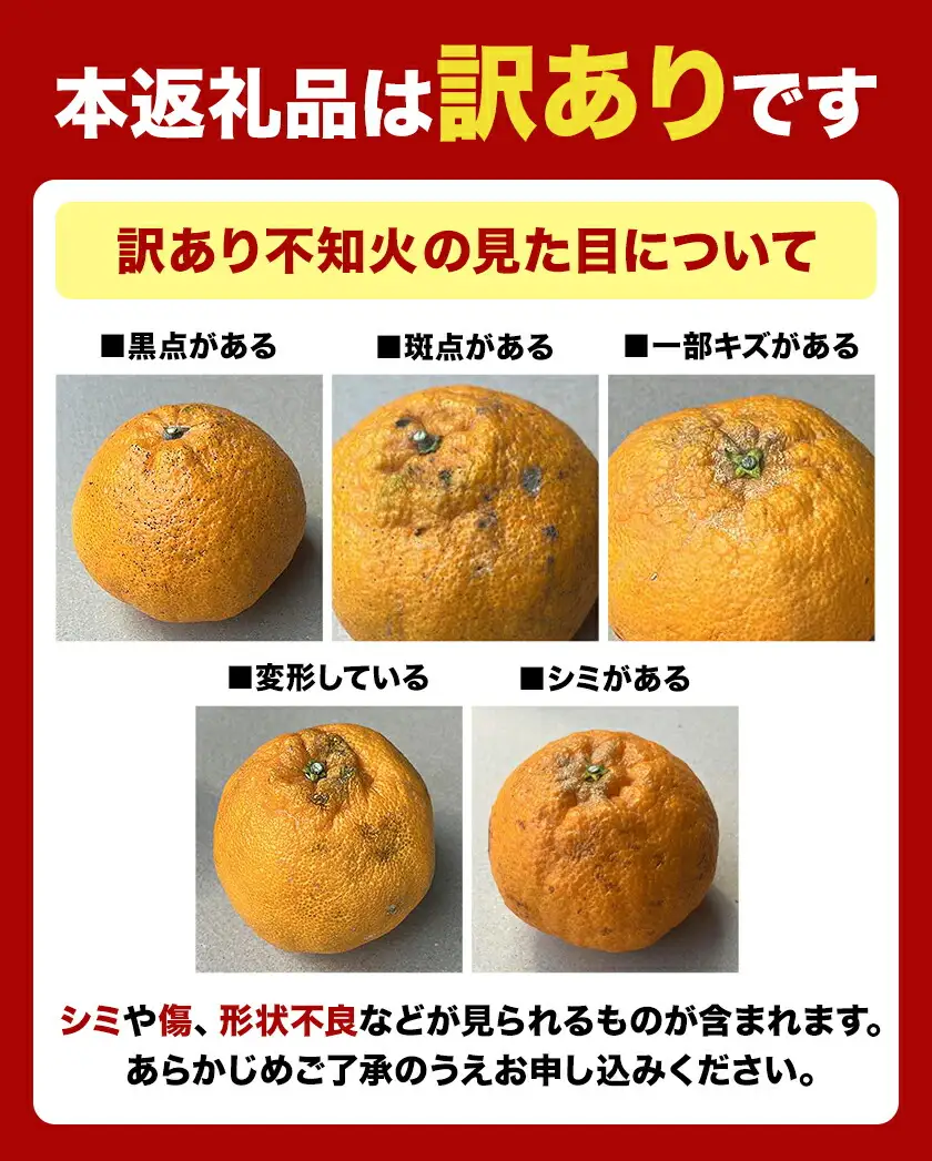 不知火 1.2kg 熊本 訳あり不知火