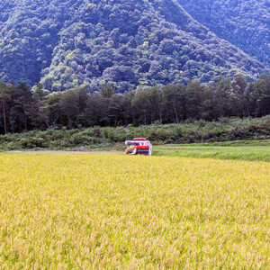 令和7年 鳥取県産 山崎農園こしひかり無洗米10kg