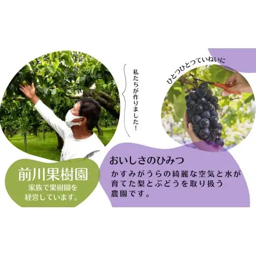 《訳あり》巨峰　1.4kg（茨城県共通返礼品・かすみがうら市産） ／ 巨峰 きょほう キョホウ 葡萄 ぶどう ブドウ 果物 くだもの フルーツ 訳あり 訳アリ 規格外 家庭用 1.4kg 産地直送 産直 茨城県 利根町