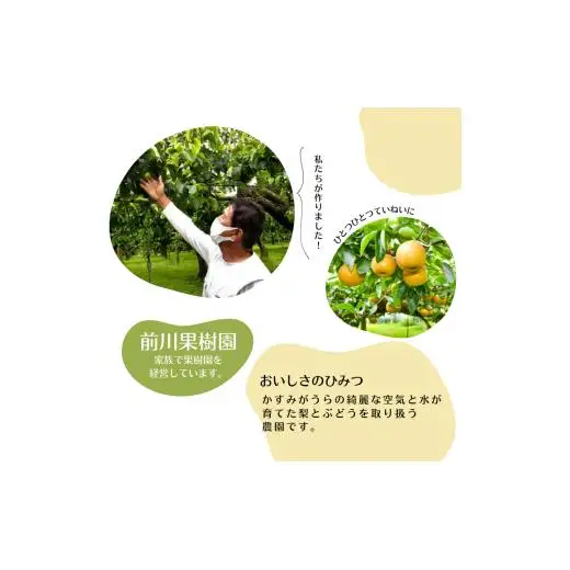 《訳あり》豊水　5kg（茨城県共通返礼品・かすみがうら市産） ／ 豊水 梨 なし ナシ 果物 くだもの フルーツ 訳あり 訳アリ 規格外 家庭用 5kg 産地直送 産直 茨城県 利根町