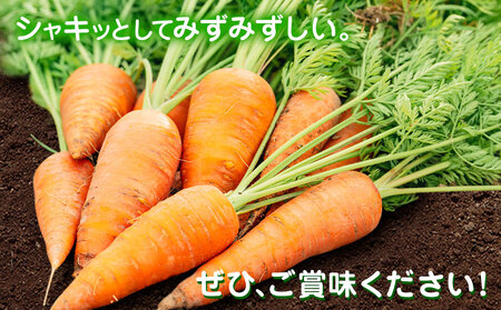 【先行予約】人参 約10kg (35-65本) 日本フルーツ株式会社《4月上旬-7月上旬頃出荷》熊本県 菊池市 にんじん ニンジン 野菜 熊本県産