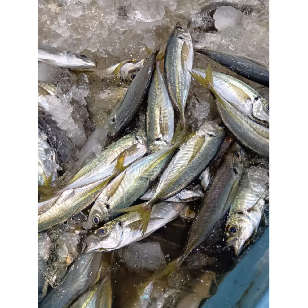 鳥取県産こだわりのアジフィーレフライ(計1.2kg)