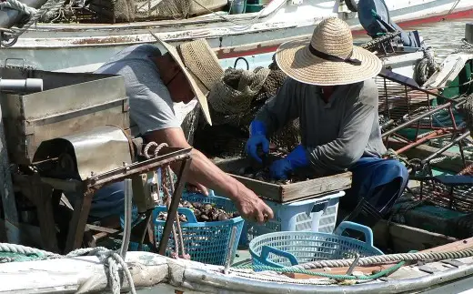 【指定日必須】 桑名産 天然はまぐり 6年～12年もの 500g ハマグリ 蛤 貝 カイ 天然 魚介 魚介類 海鮮 海の幸 冷蔵  焼きはまぐり 焼き蛤 その手は桑名の焼きはまぐり 特産